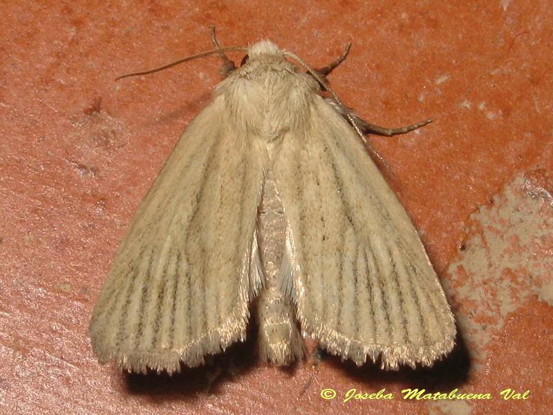 Photedes dulcis - Noctuidae